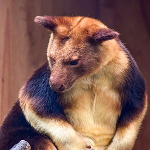Goodfellow's Tree-Kangaroo