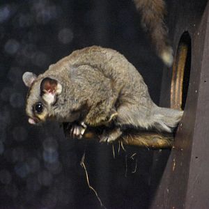 Sugar Glider