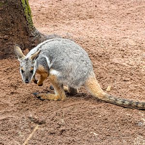 Yellow-footed Rock-Wallaby