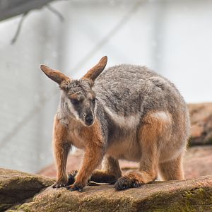 Yellow-footed Rock-Wallaby