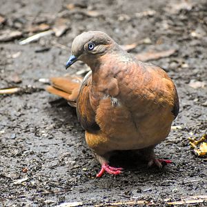 Brown Cuckoo-Dove