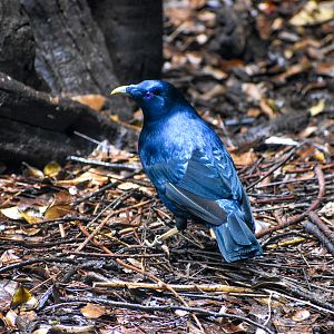 Satin Bowerbird