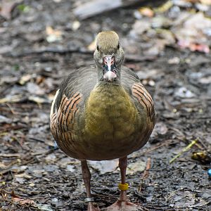 Plumed Whistling-Duck