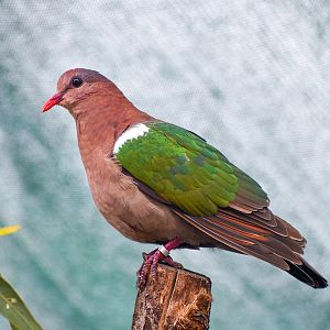 Pacific Emerald Dove