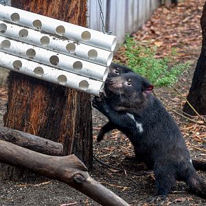 Tasmanian Devils with Enrichment Item
