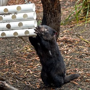 Tasmanian Devil with Enrichment Item