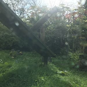 Male Sumatran tiger enclosure (4)