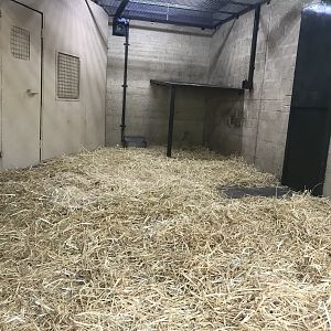 Male Sumatran tiger indoors