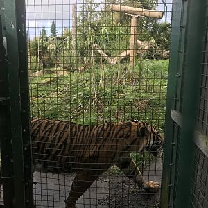 Male Sumatran tiger “Lucu”