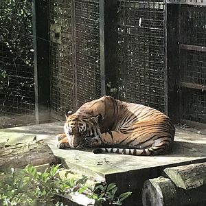 Female Sumatran tiger “Dharma”