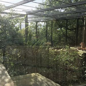 Female Sumatran tiger enclosure