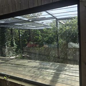 Female Sumatran tiger enclosure (2)