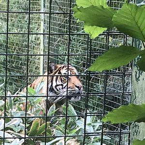Male Sumatran tiger “Lucu”