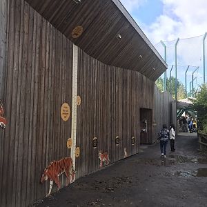 View of tiger tracks