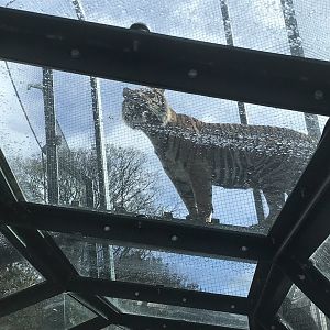 Sumatran tiger “Lucu”