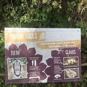 Asiatic lion signage