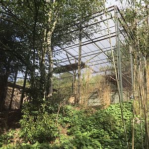 Smaller Asiatic lion enclosure