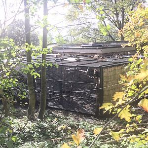 Yellow breasted capuchin cage- off show