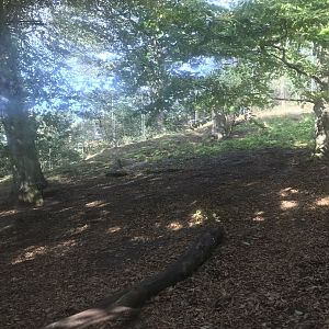 Lower area of asiatic lion enclosure (2)