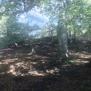 Lower area of asiatic lion enclosure (3)