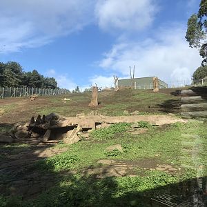 Gelada baboon enclosure