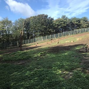 Gelada baboon enclosure (2)