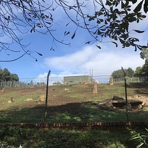 Gelada baboon enclosure (3)