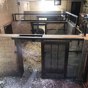 Visayan warty pig indoors