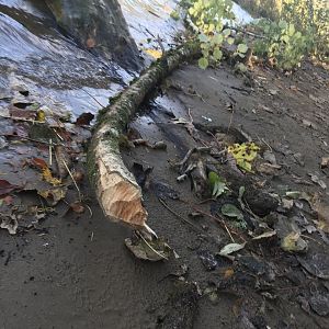 Beaver gnaw marks- Dunkeld