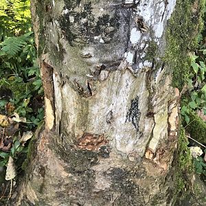 Beaver gnaw marks- Dunkeld