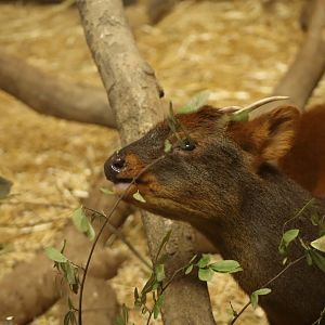 Southern Pudu