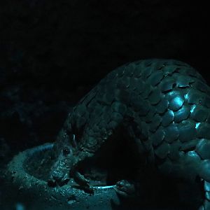 Chinese pangolin
