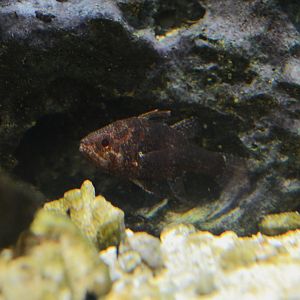 Weedy cardinalfish (Foa fo)