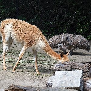 Vicuña (Vicugna vicugna) and Darwin's rhea (Rhea pennata), 2022-07-03