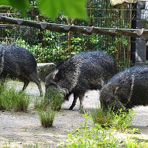 Chacoan peccaries (Catagonus wagneri), 2022-07-03