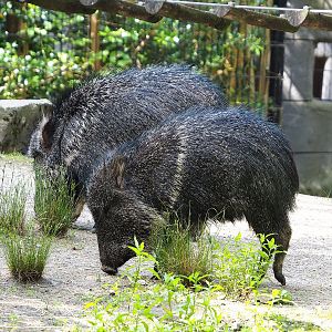 Chacoan peccaries (Catagonus wagneri), 2022-07-03