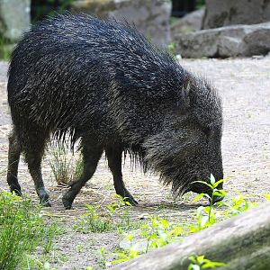 Chacoan peccary (Catagonus wagneri), 2022-07-03