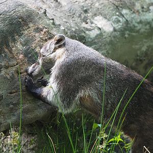 White-nosed coati (Nasua narica), 2022-07-03