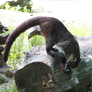 White-nosed coati (Nasua narica), 2022-07-03