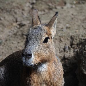 Patagonian mara (Dolichotis patagonum), 2022-07-03
