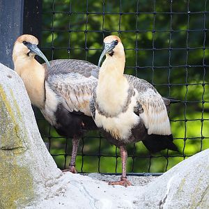 Black-faced ibises (Theristicus melanopis), 2022-07-03