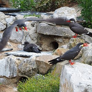 Inca terns (Larosterna inca), 2022-07-03
