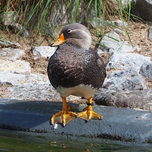 Magellanic flightless steamer duck (Tachyeres pteneres), 2022-07-03