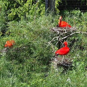 Scarlet ibis (Eudocimus ruber) nests, 2022-07-03