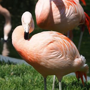 Chilean flamingo (Phoenicopterus chilensis), 2022-07-03