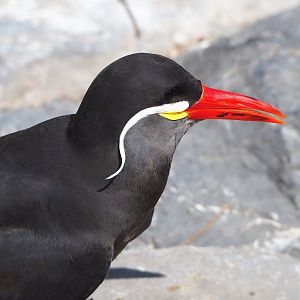 Inca tern (Larosterna inca), 2022-07-03