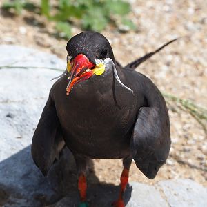 Inca tern (Larosterna inca), 2022-07-03