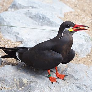 Inca tern (Larosterna inca), 2022-07-03