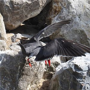 Inca tern (Larosterna inca) take-off, 2022-07-03