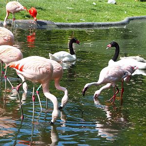 Chilean flamingos (Phoenicopterus chilensis), Lesser flamingos (Phoeniconaias minor), Black-necked swans (Cygnus melancoryphus),2022-07-03